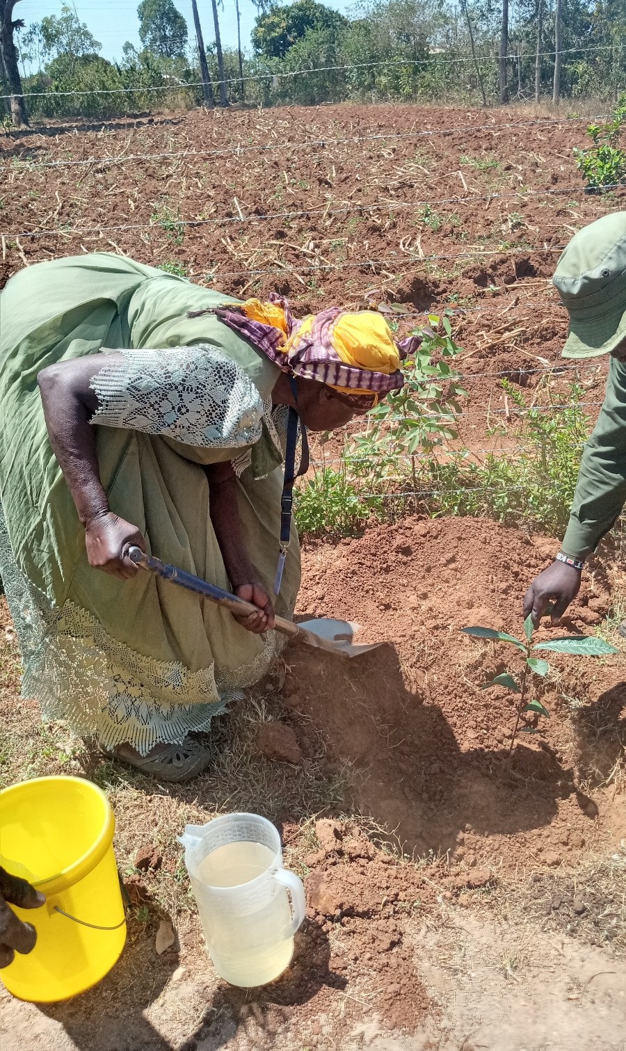 Tree planting day